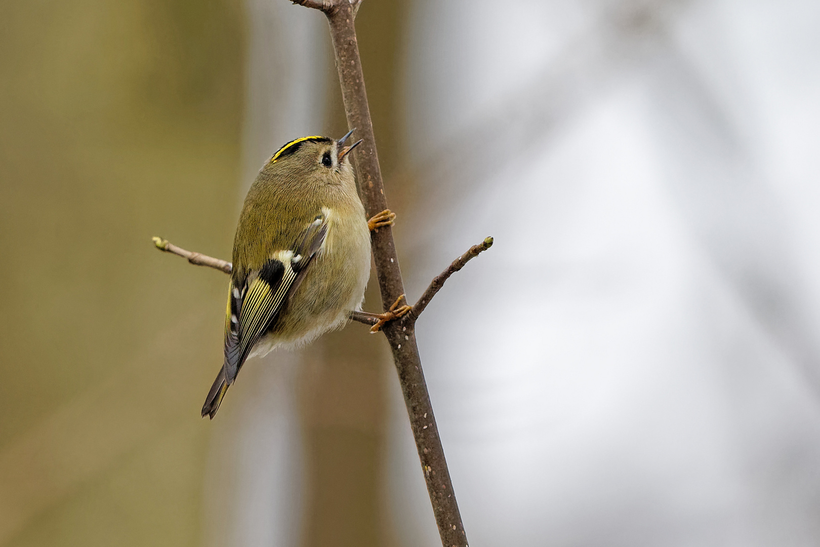 Wintergoldhähnchen