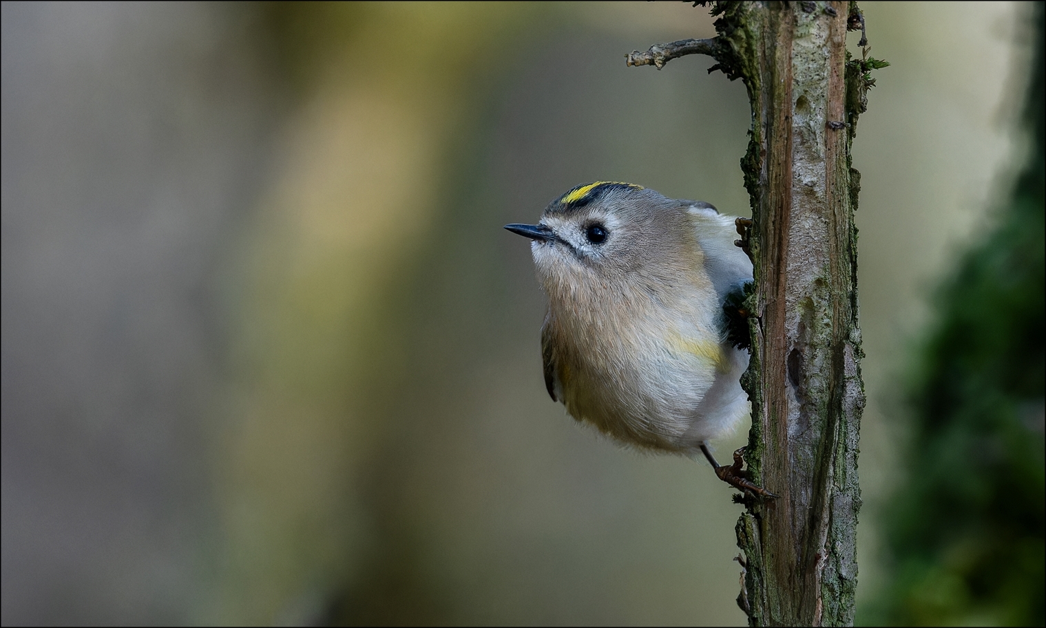 Wintergoldhähnchen