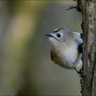 Wintergoldhähnchen