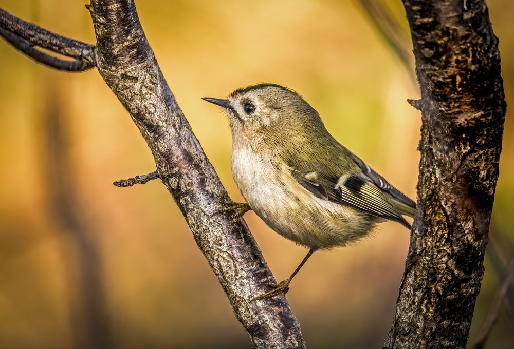 "WINTERGOLDHÄHNCHEN"