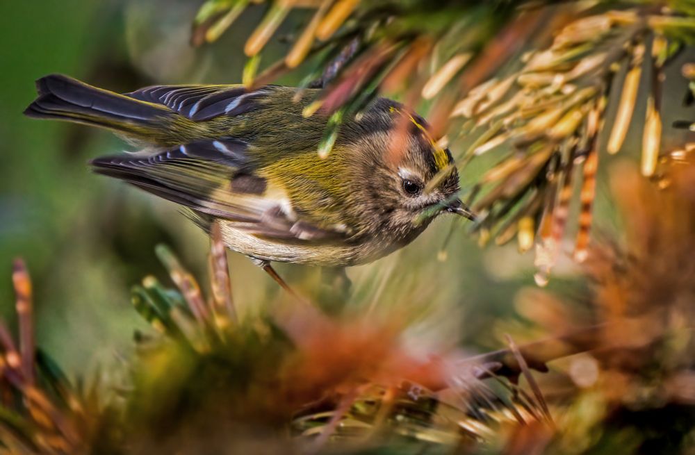 "WINTERGOLDHÄHNCHEN"