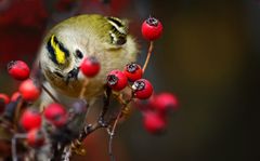 WINTERGOLDHÄHNCHEN