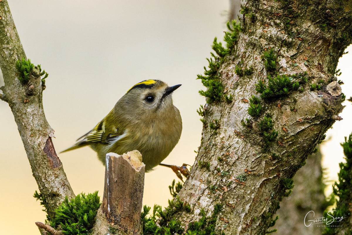 Wintergoldhähnchen