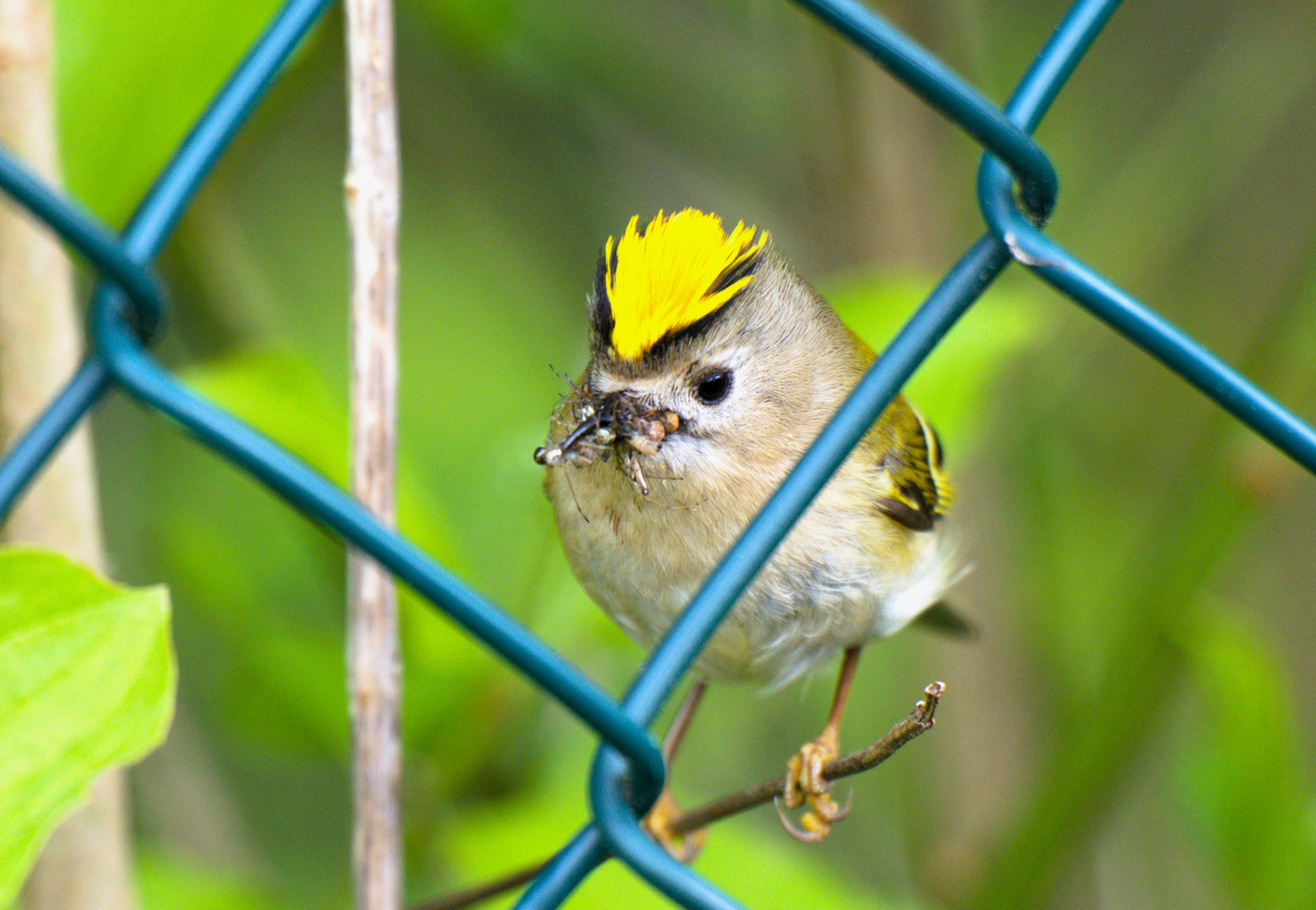 Wintergoldhähnchen