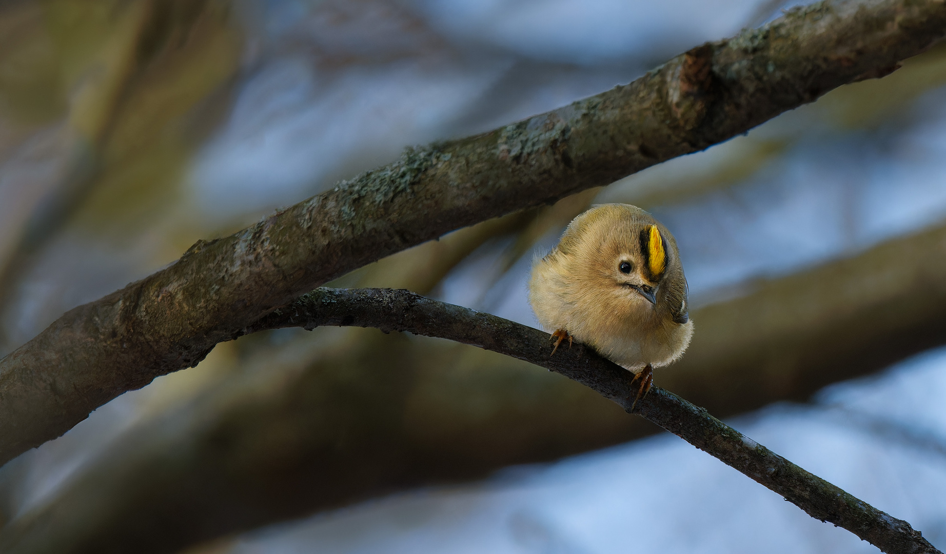 Wintergoldhähnchen