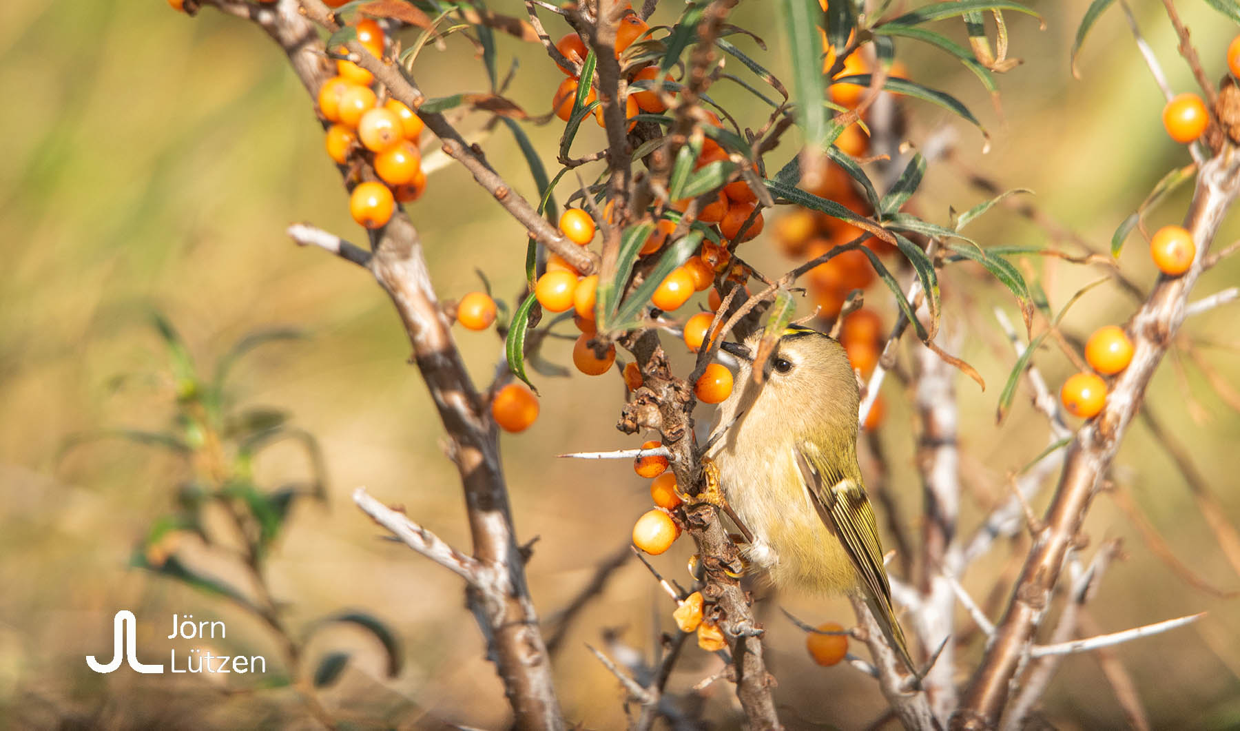 Wintergoldhähnchen