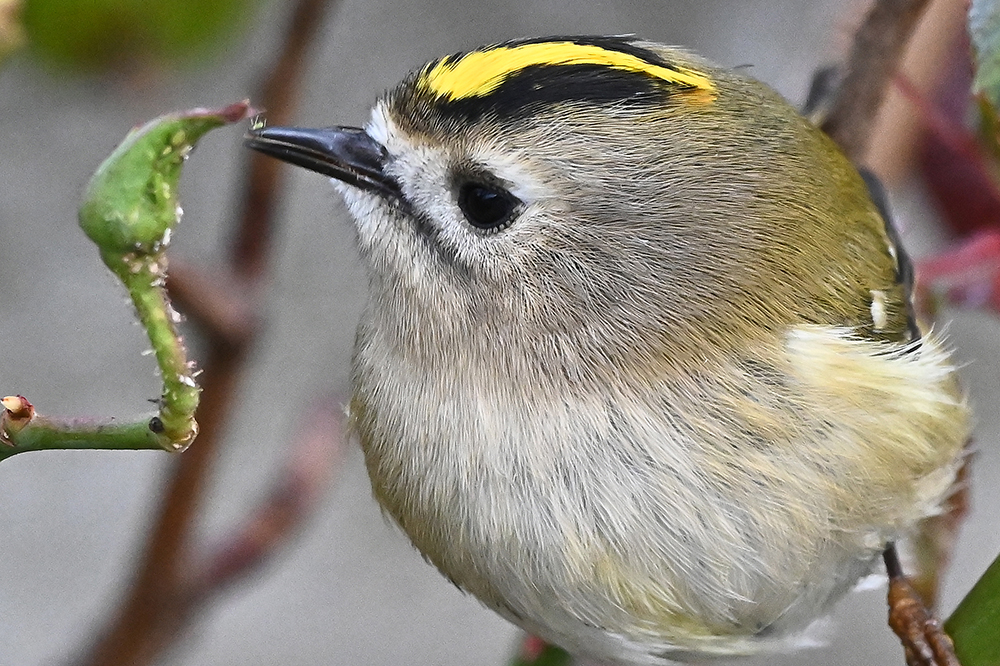 Wintergoldhähnchen 