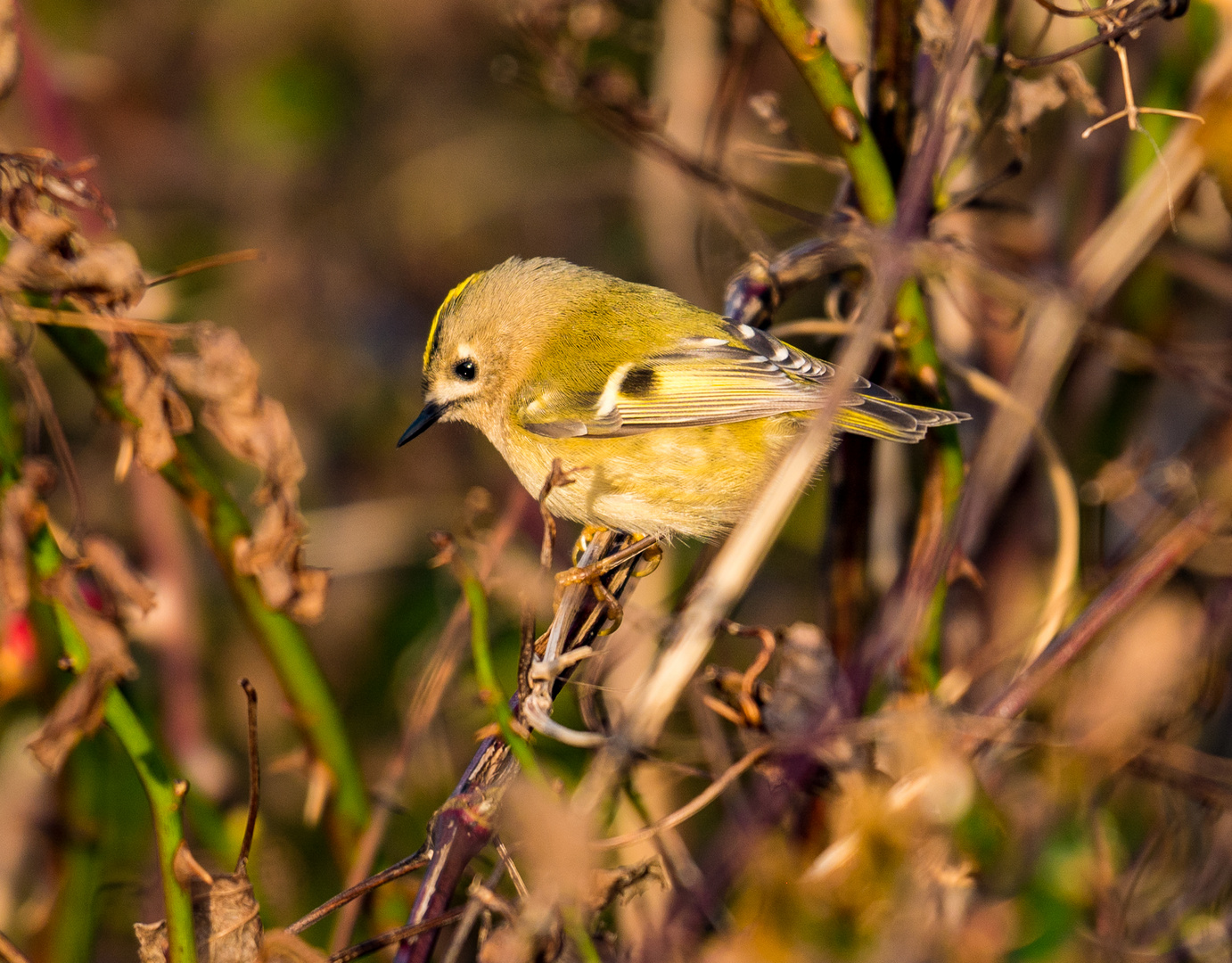 Wintergoldhähnchen