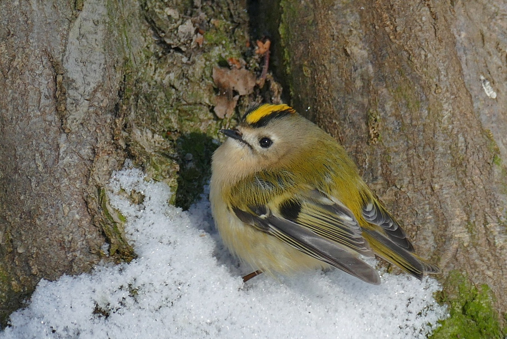 Wintergoldhähnchen 