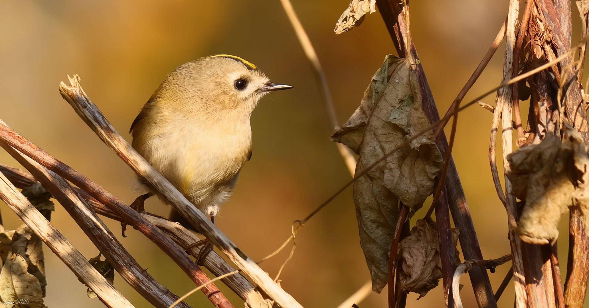 * Wintergoldhähnchen *