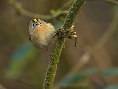 Wintergoldhähnchen