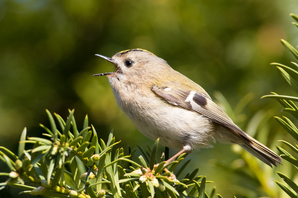 Wintergoldhähnchen