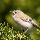 Wintergoldhähnchen