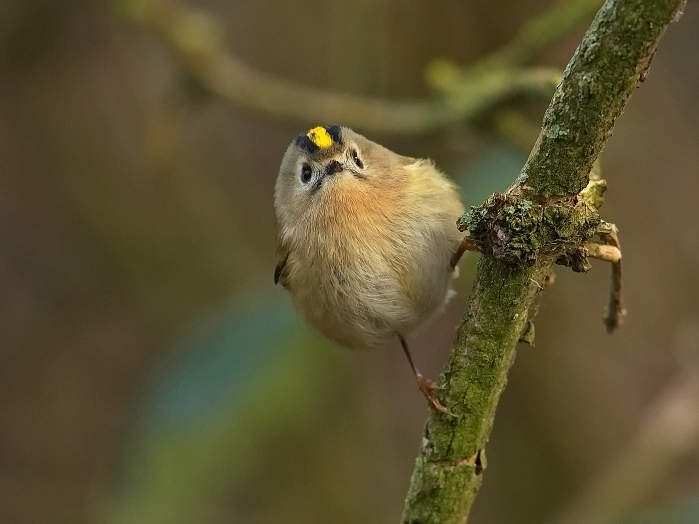 Wintergoldhähnchen