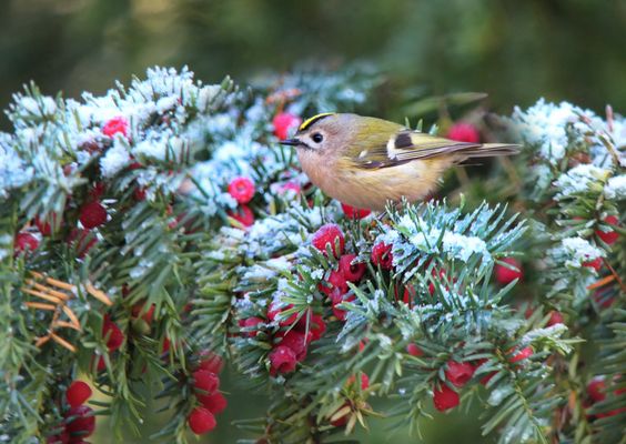 ...  Wintergoldhähnchen