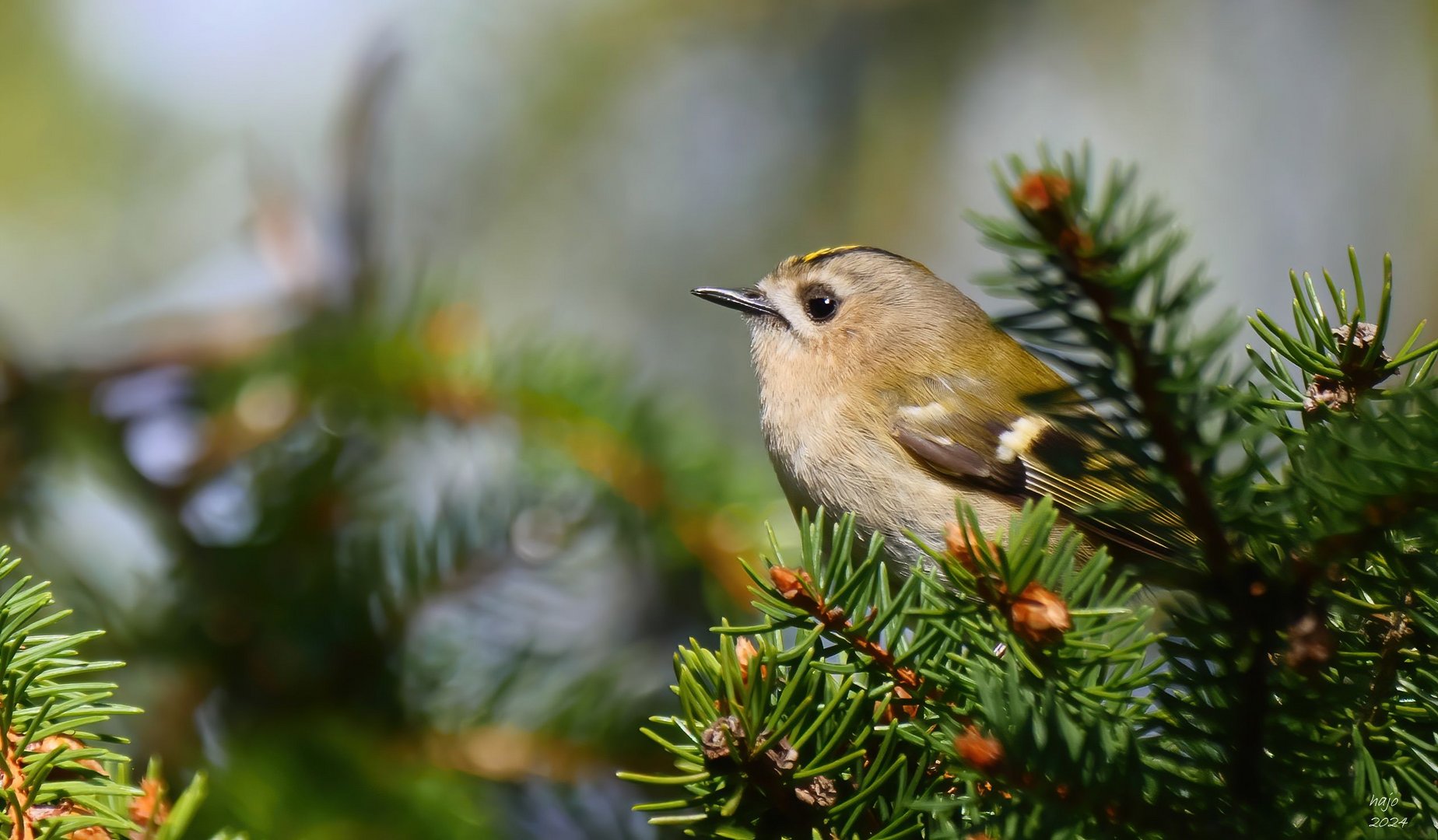 * Wintergoldhähnchen *