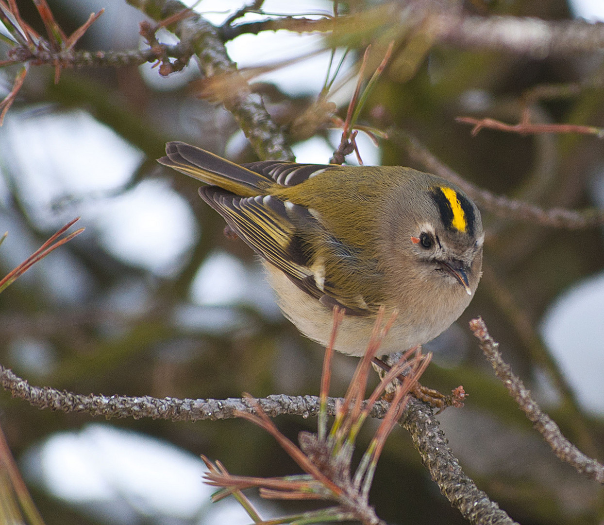 Wintergoldhähnchen