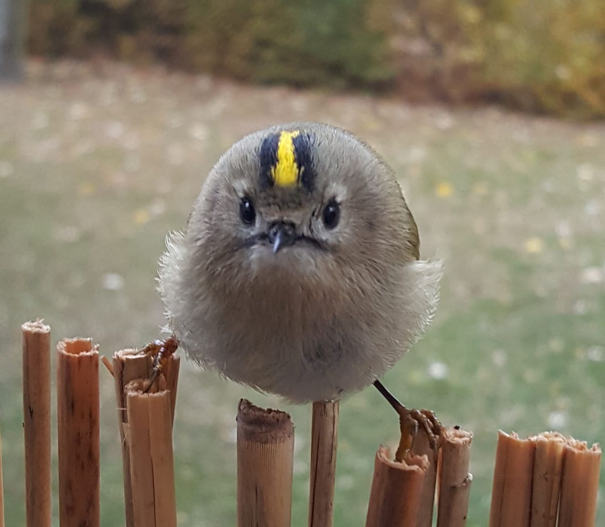 Wintergoldhähnchen