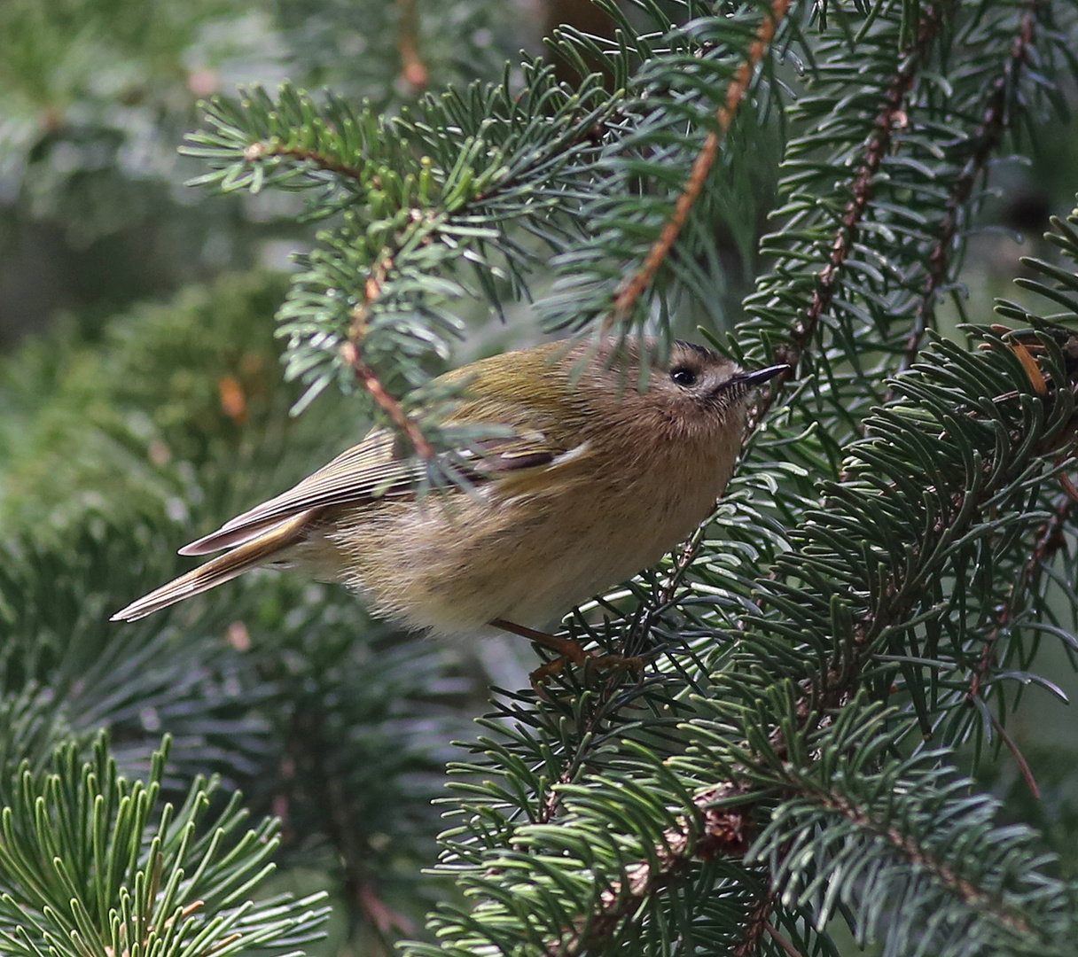 Wintergoldhähnchen