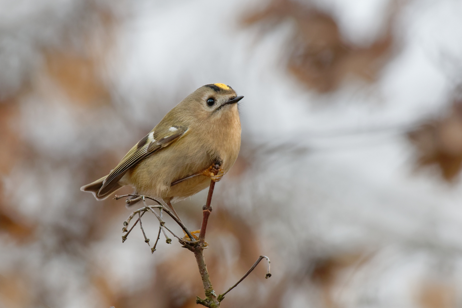 Wintergoldhähnchen 