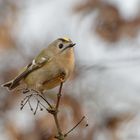 Wintergoldhähnchen 