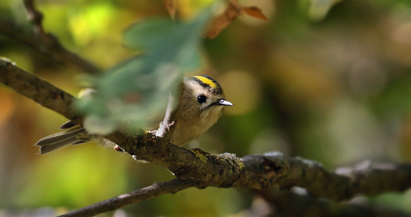 Wintergoldhähnchen