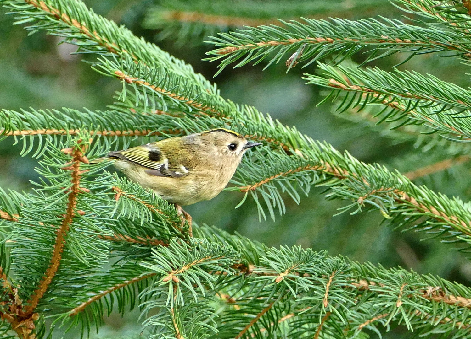 Wintergoldhähnchen