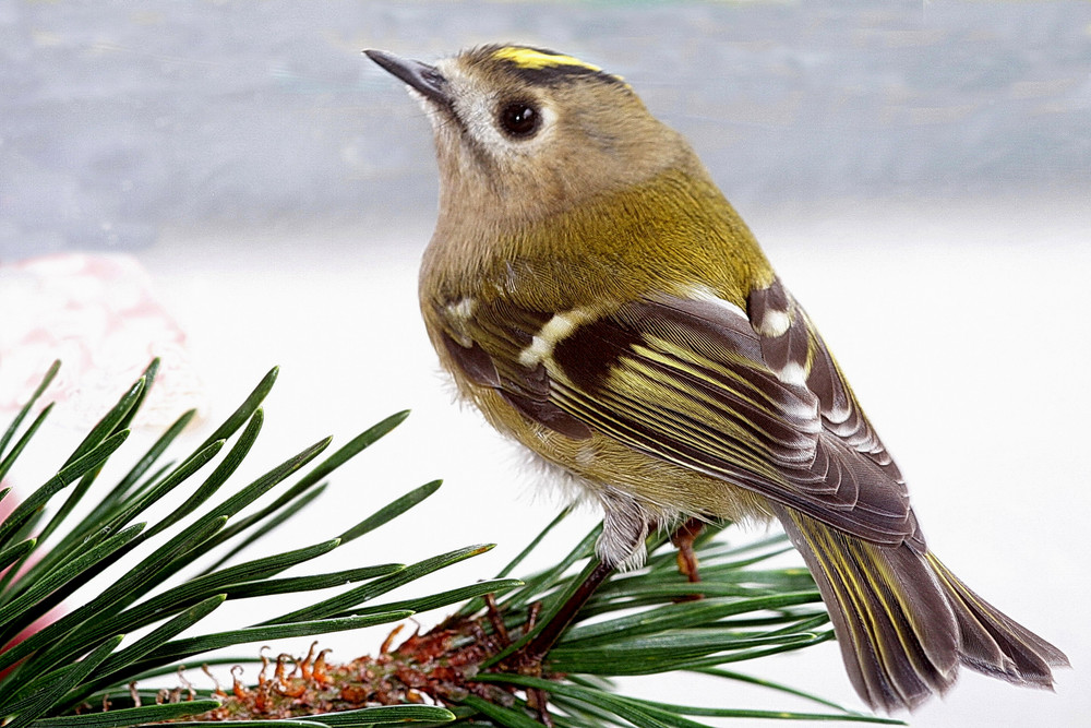 Wintergoldhähnchen