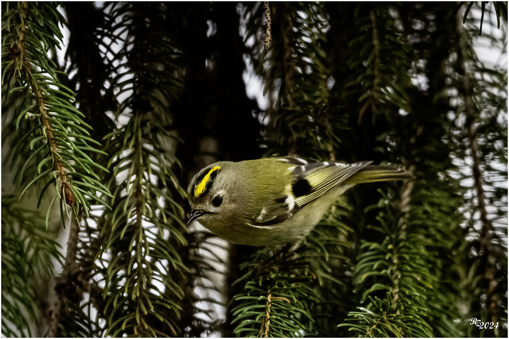 Wintergoldhähnchen