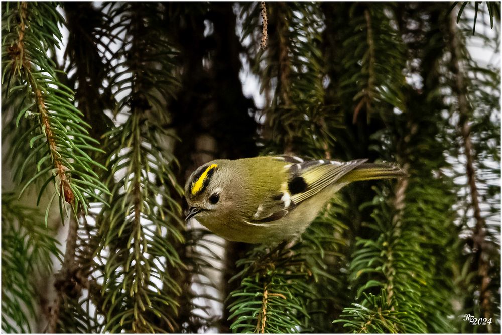 Wintergoldhähnchen