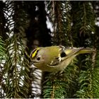 Wintergoldhähnchen