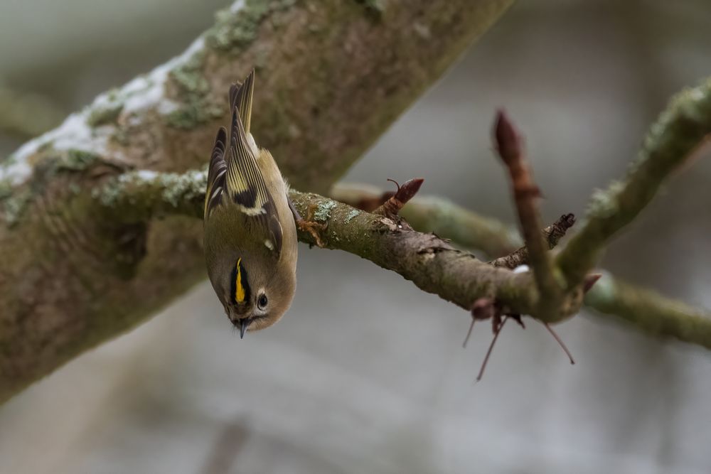 Wintergoldhähnchen