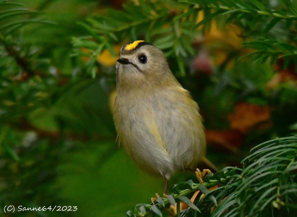 Wintergoldhähnchen