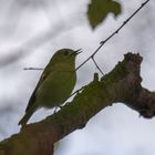 Wintergoldhähnchen