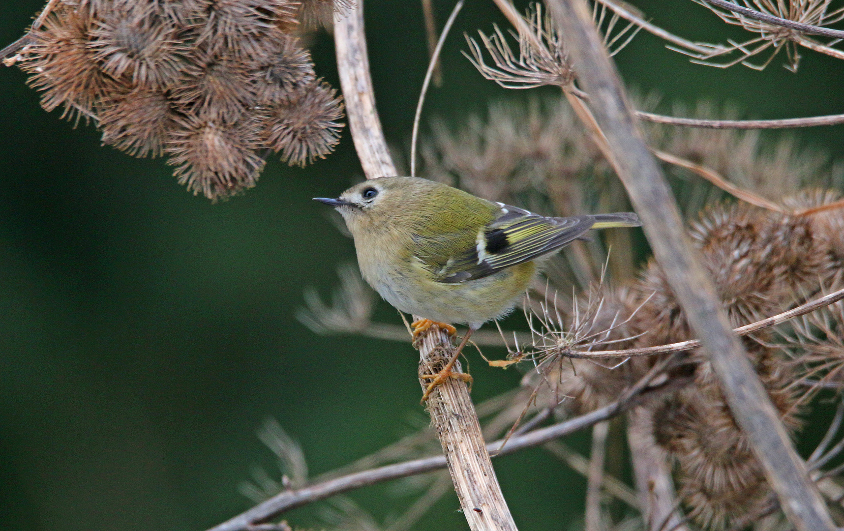 Wintergoldhähnchen