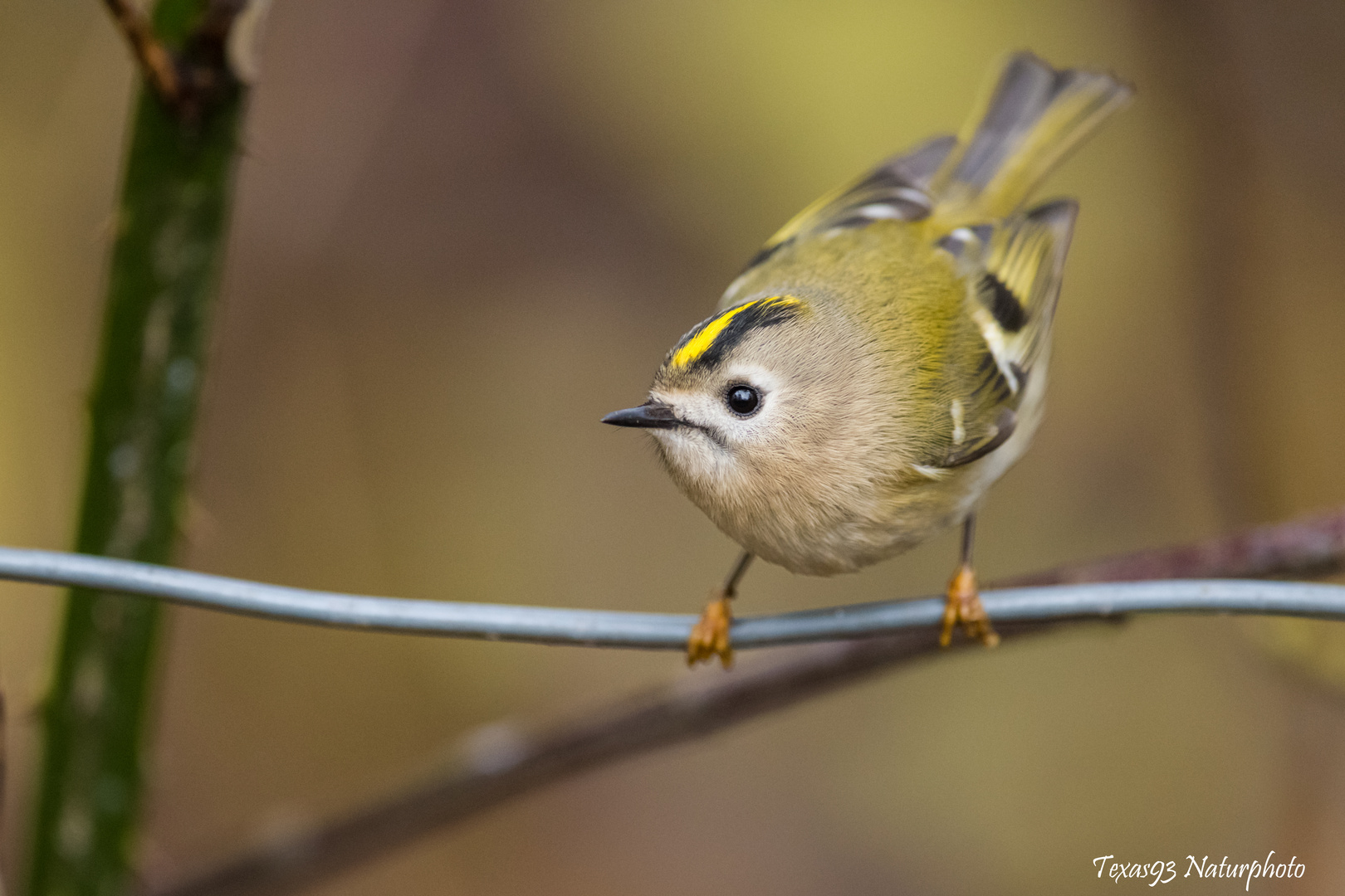 Wintergoldhähnchen