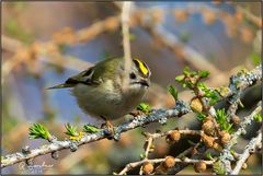 Wintergoldhähnchen