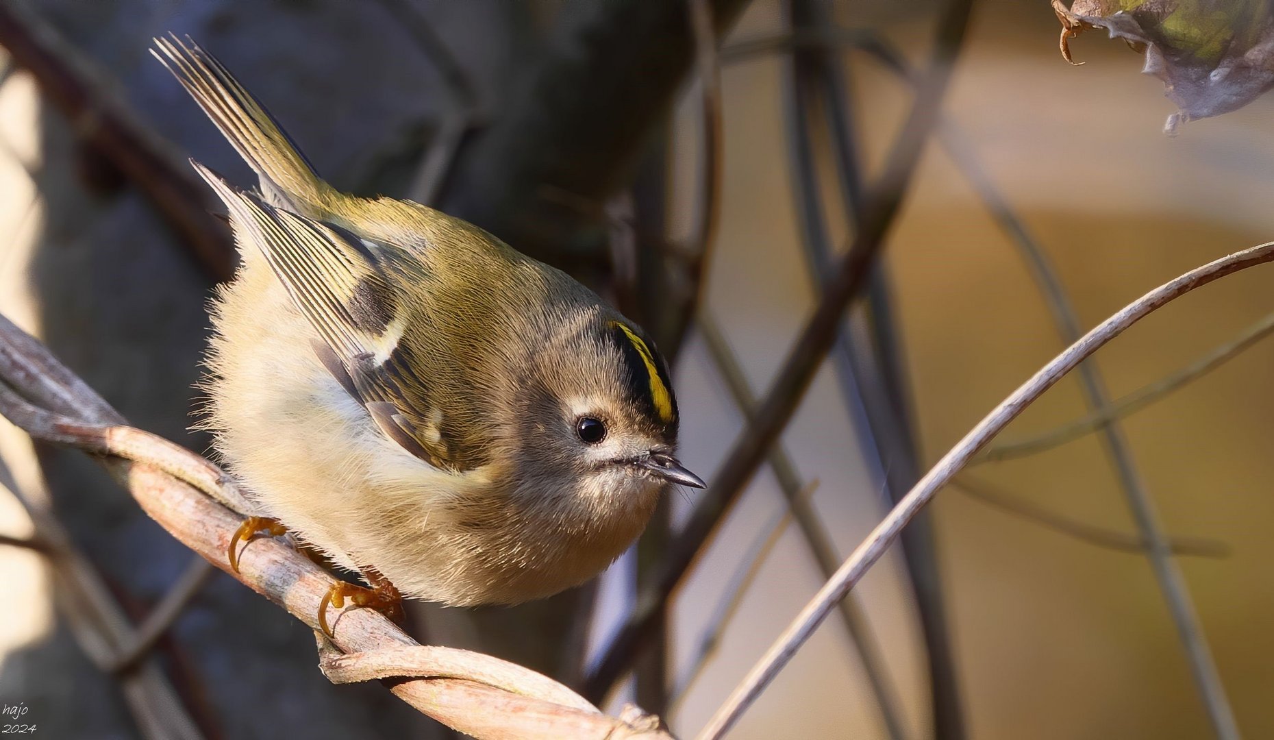 * Wintergoldhähnchen *