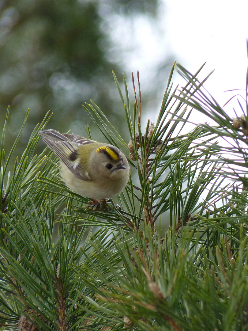 Wintergoldhähnchen