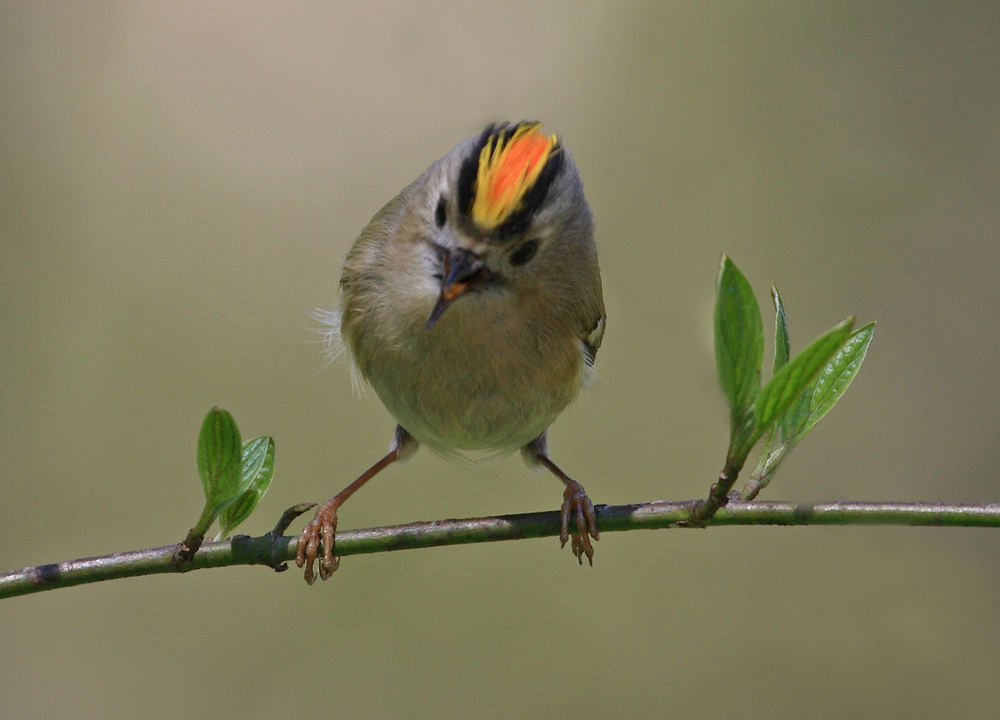 Wintergoldhähnchen