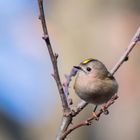 Wintergoldhähnchen