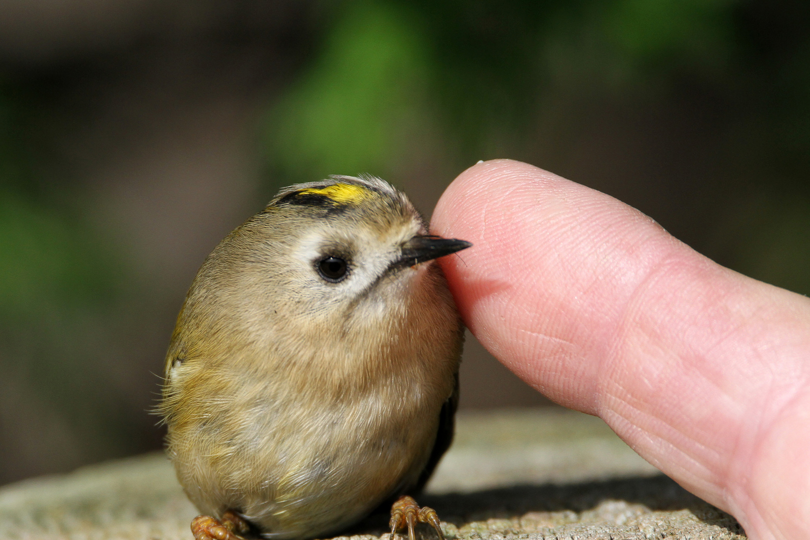 Wintergoldhähnchen