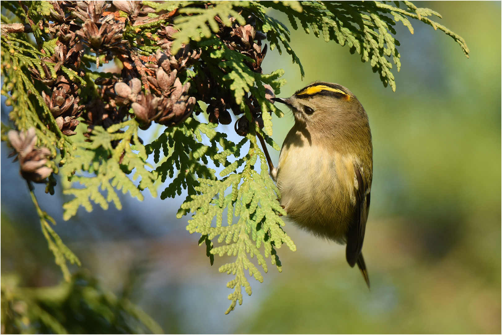 Wintergoldhähnchen