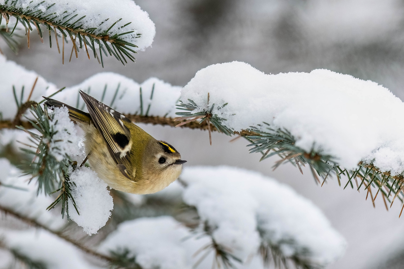 Wintergoldhähnchen ...