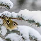 Wintergoldhähnchen ...