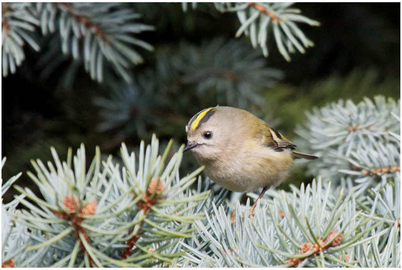 Wintergoldhähnchen