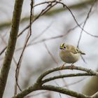 Wintergoldhähnchen