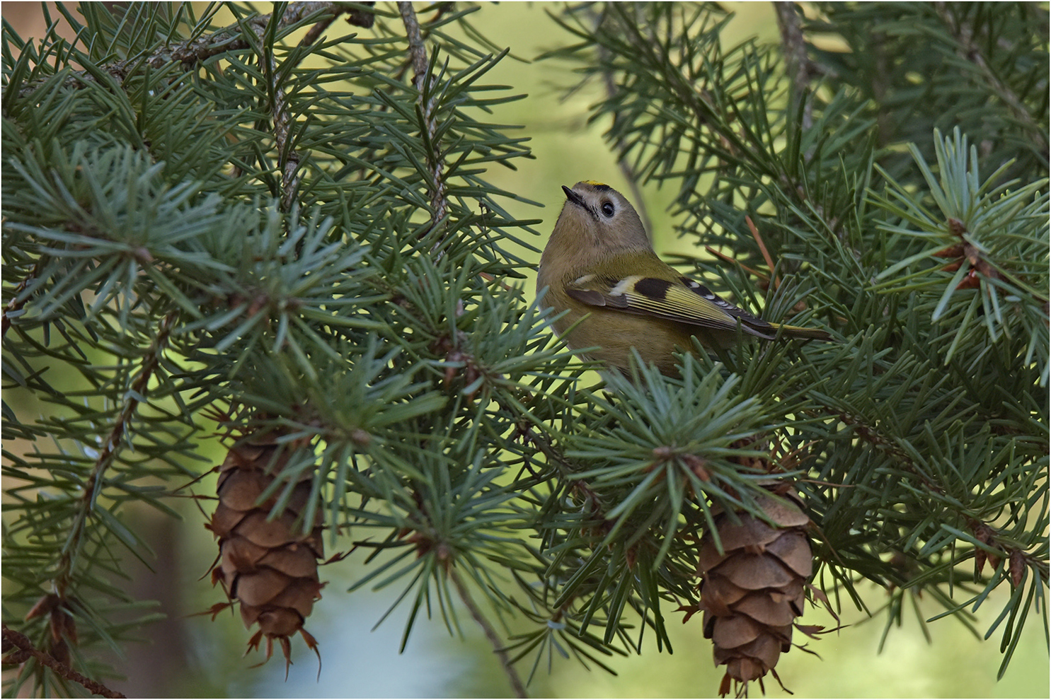 Wintergoldhähnchen