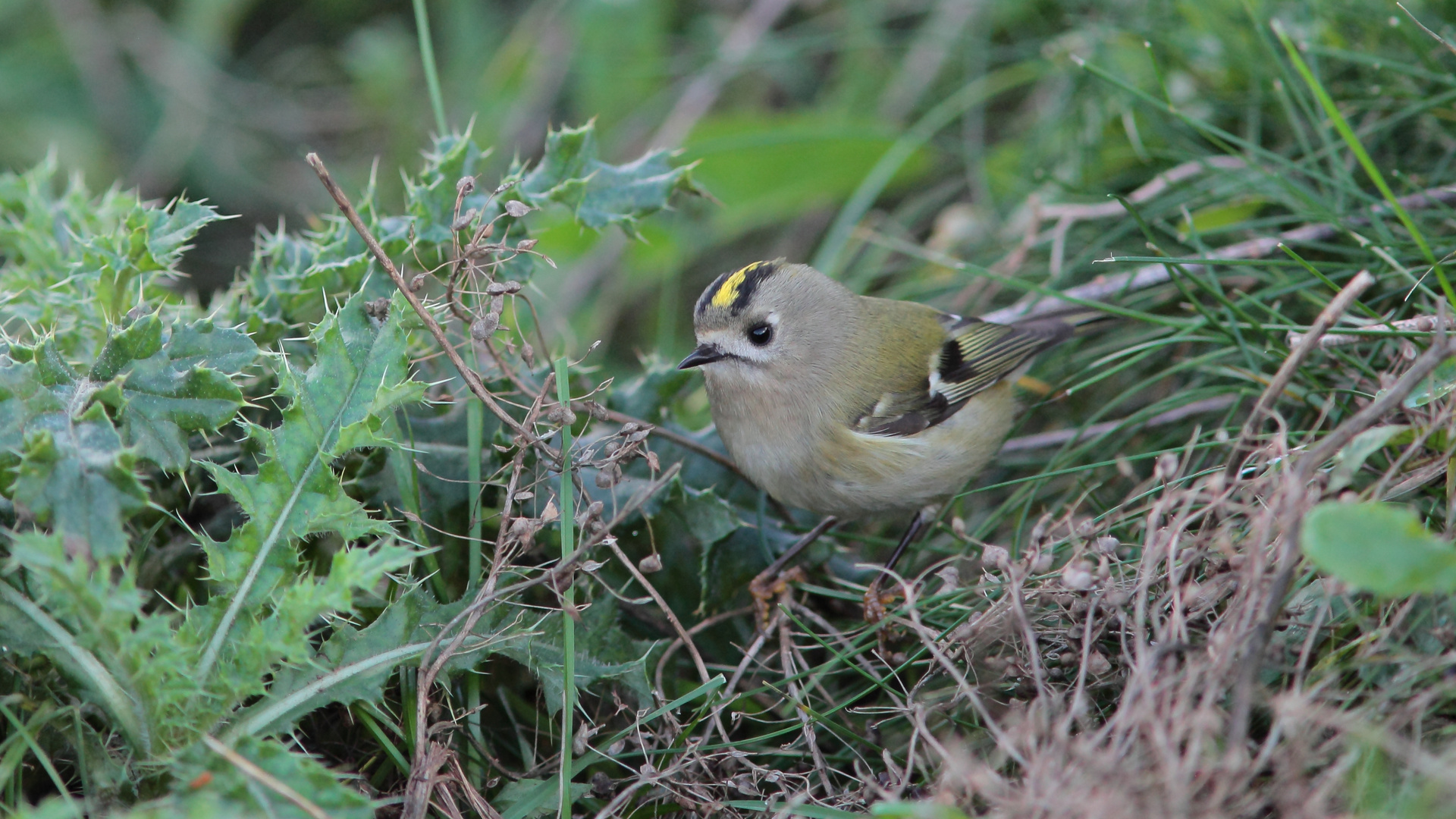 Wintergoldhähnchen