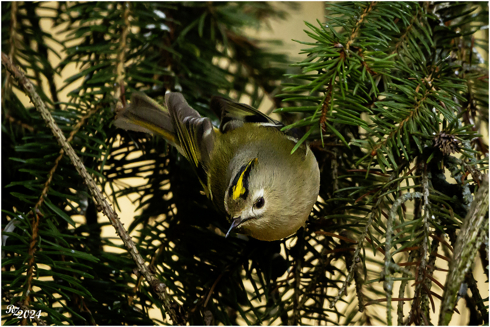 Wintergoldhähnchen